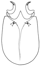 parameratulus